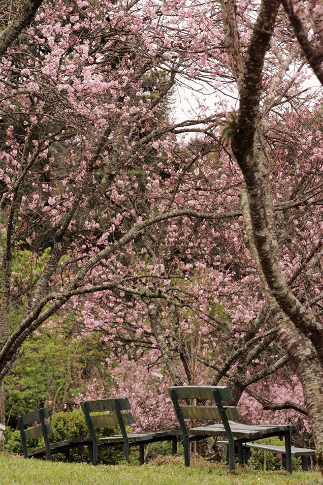 Na época, a iniciativa foi do imigrante já falecido Hisayoshi Kataoka, então presidente da Federação de Sakura e Ipê