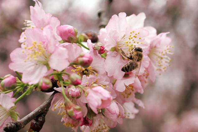 Detalhe importante: as árvores florescem por apenas duas semanas e depois só no ano que vem