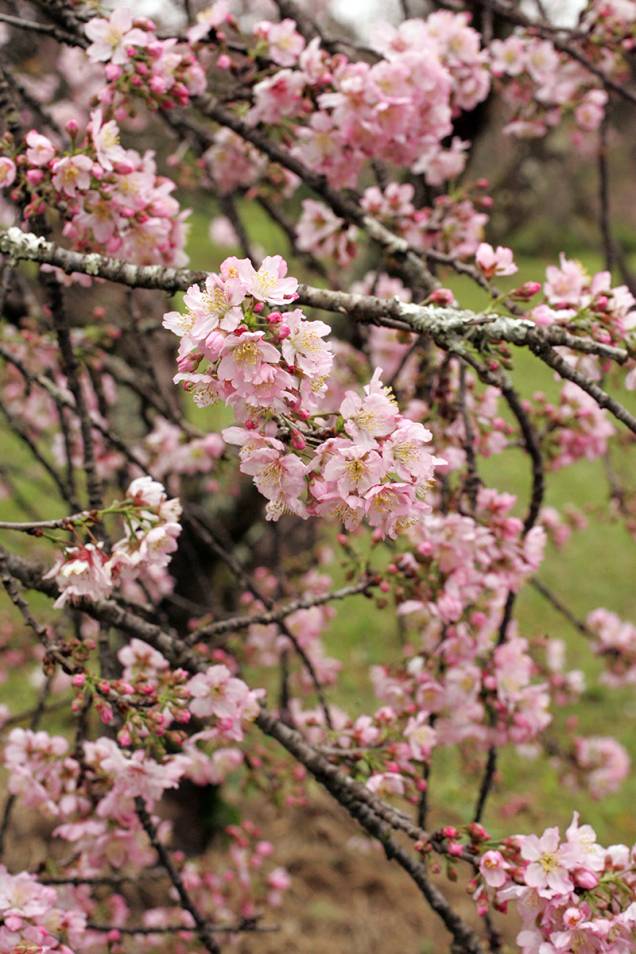 Com a ajuda da Prefeitura de São Paulo e do Consulado do Japão, Kataoka colocou de pé a primeira plantação de cerejeiras da cidade