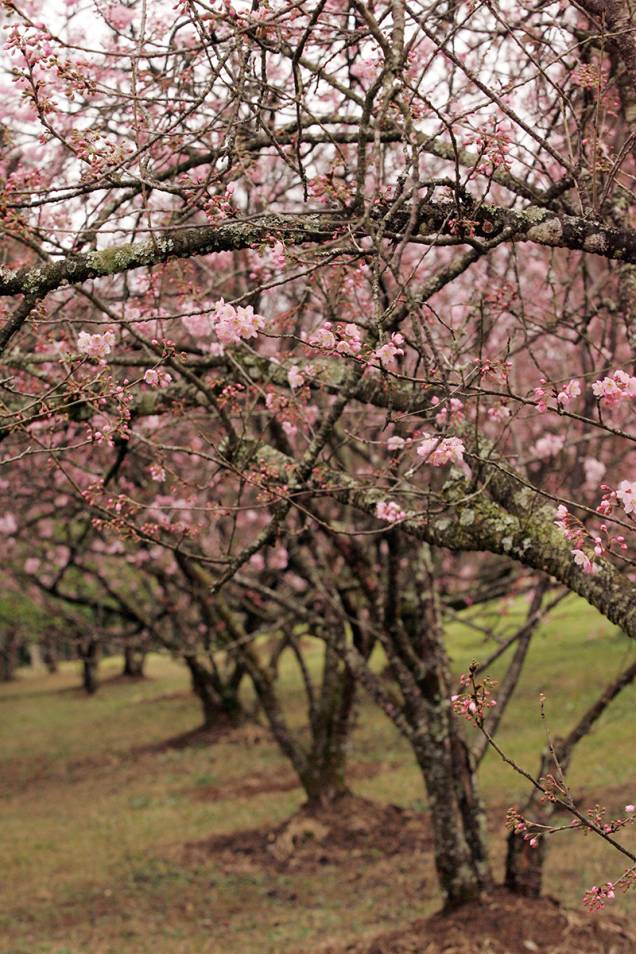Atualmente o Bosque das Cerejeiras do Parque do Carmo é a segunda maior do mundo, atrás apenas de uma em Washington, nos Estados Unidos