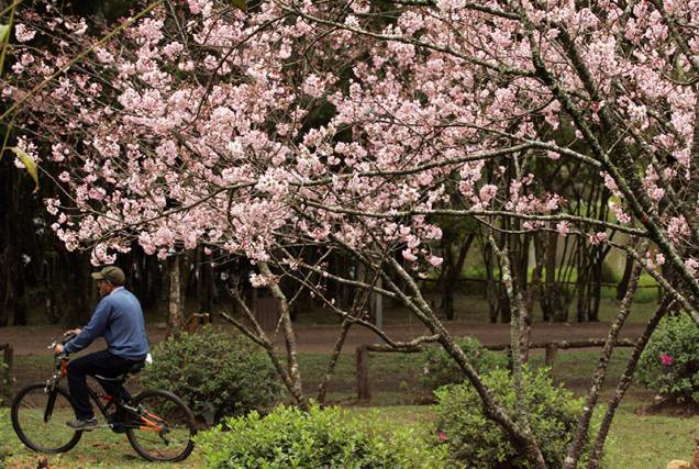 Além de apreciar a florada, o parque também oferece boas atrações