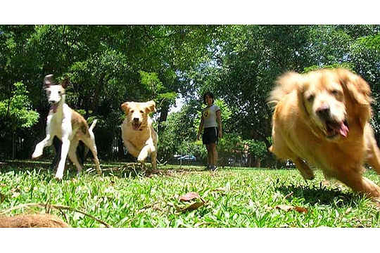 Dogwalker: passeios recreativos e educativos personalizados para os cães Foto 2