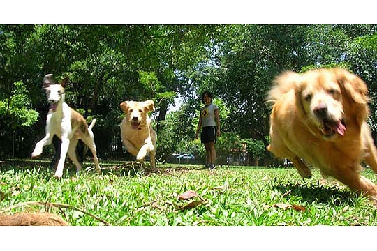 Dogwalker: passeios recreativos e educativos personalizados para os cães