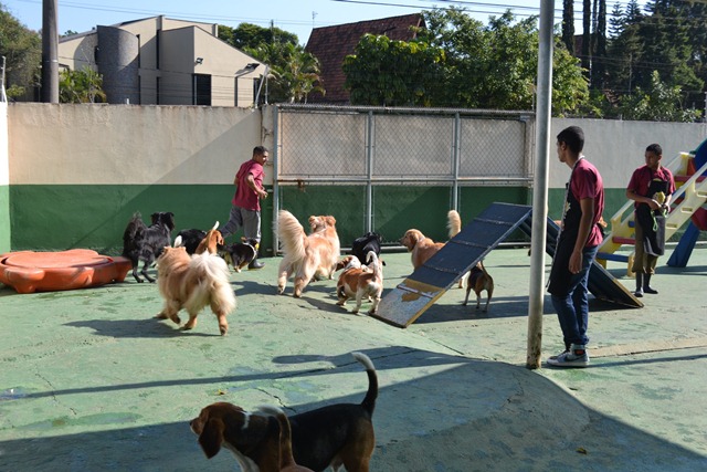 planet-dog-resort_1.jpeg