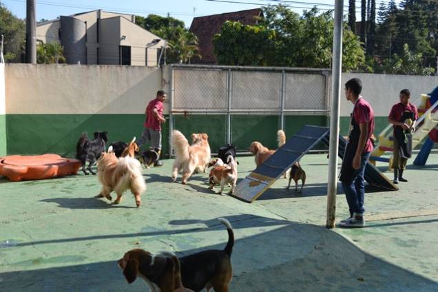 Planet Dog Resort: esportes para os cachorros