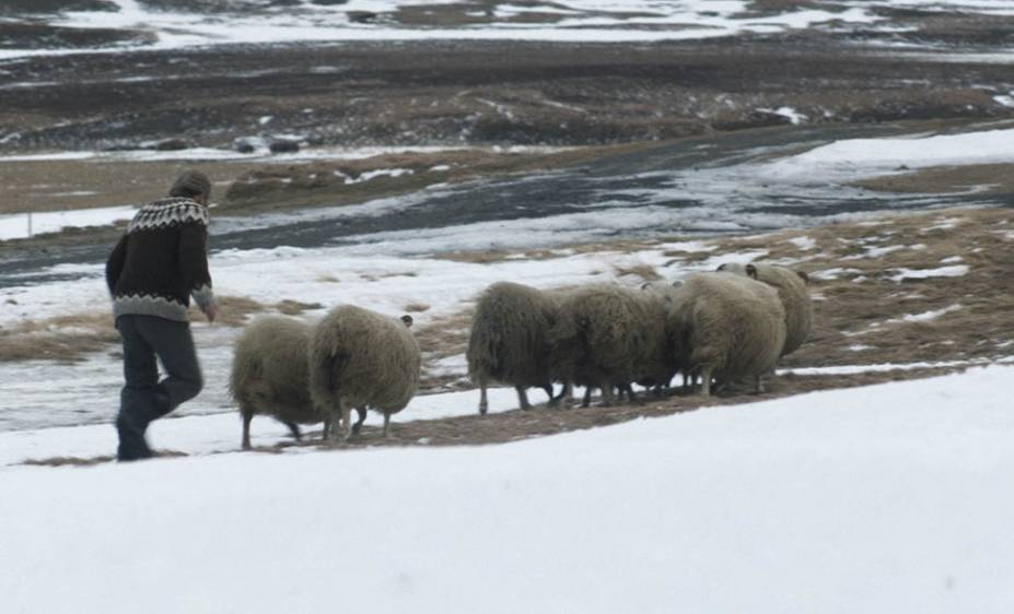 A Ovelha Negra: a direção é de Grímur Hákonarson