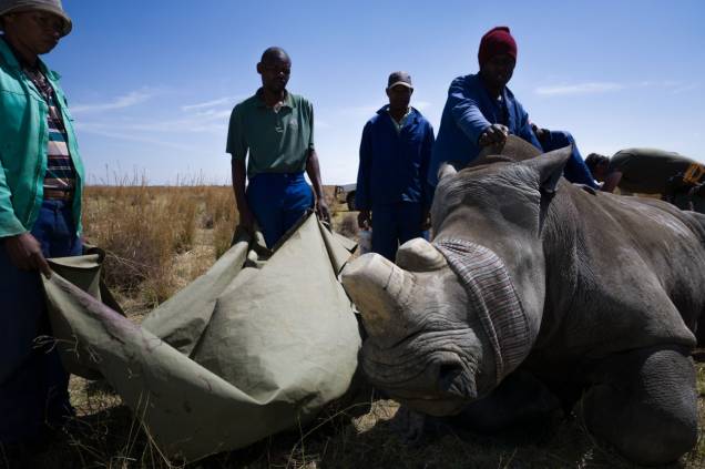 Fotógrafo brasileiro registra perseguição a rinocerontes