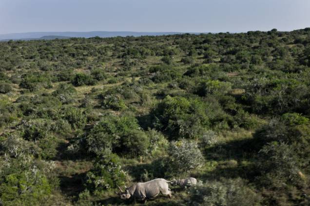 Fotógrafo brasileiro registra perseguição a rinocerontes