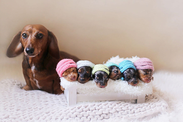 Esta cachorrinha é a estrela do ensaio fotográfico de maternidade mais fofo que você já viu