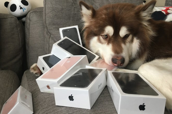 O filho de um bilionário chinês chocou a internet ao comprar oito iPhones 7 para o cachorro