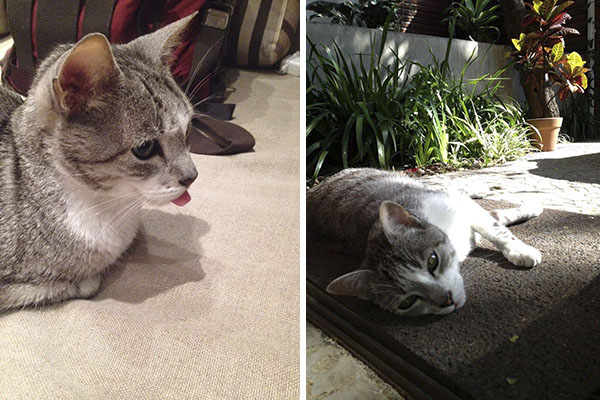 No Facebook, Zeca Camargo se despede de gato de estimação e comove fãs com desabafo