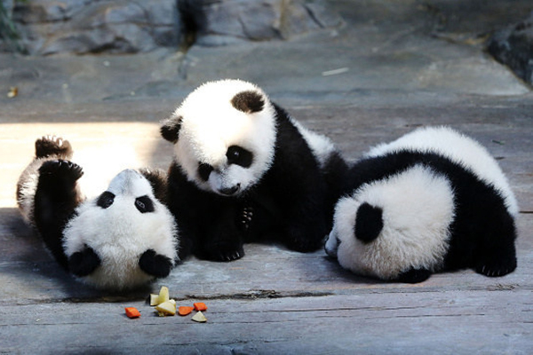 Imagem KAWAII  Pandas filhotes, Kawaii panda, Kawaii disney