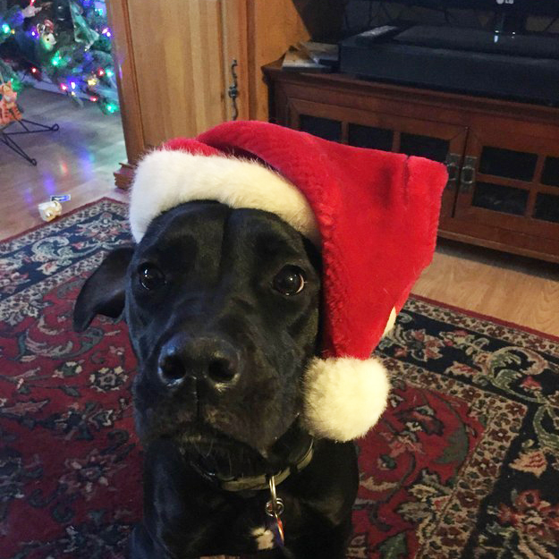 15 cachorros que querem te desejar um Feliz Natal