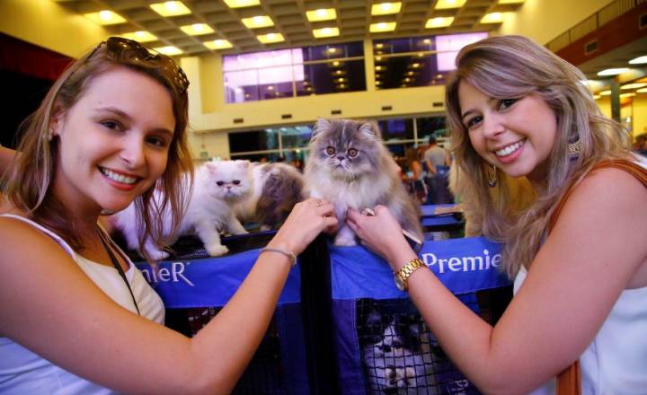Lazer e voto: Exposição de Gatos, domingo na Paulista - Moema e Região
