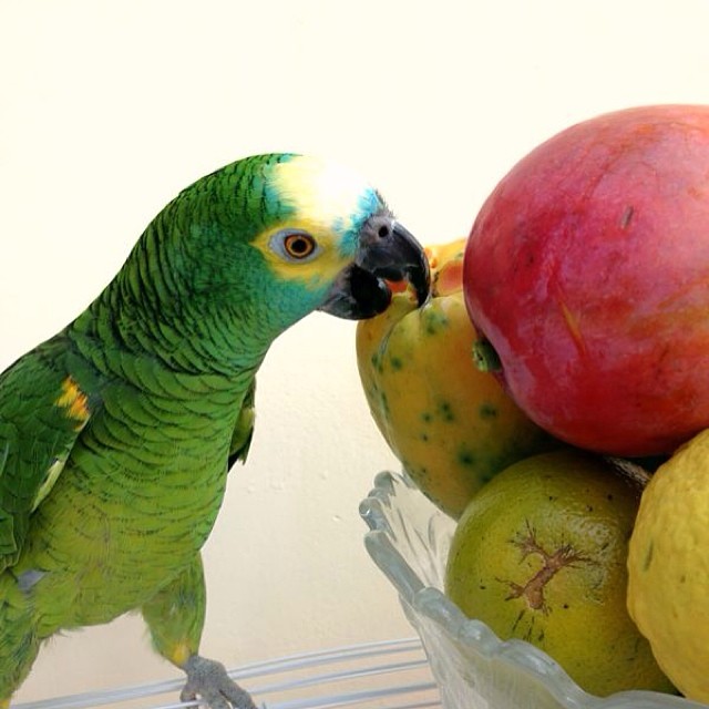 O papagaio Fred beliscando mamão, em foto de Lucilia Diniz (@luciliamariadiniz), ficou com 34% dos votos