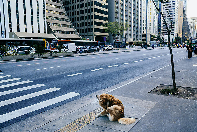 Cachorros Avenida Paulista