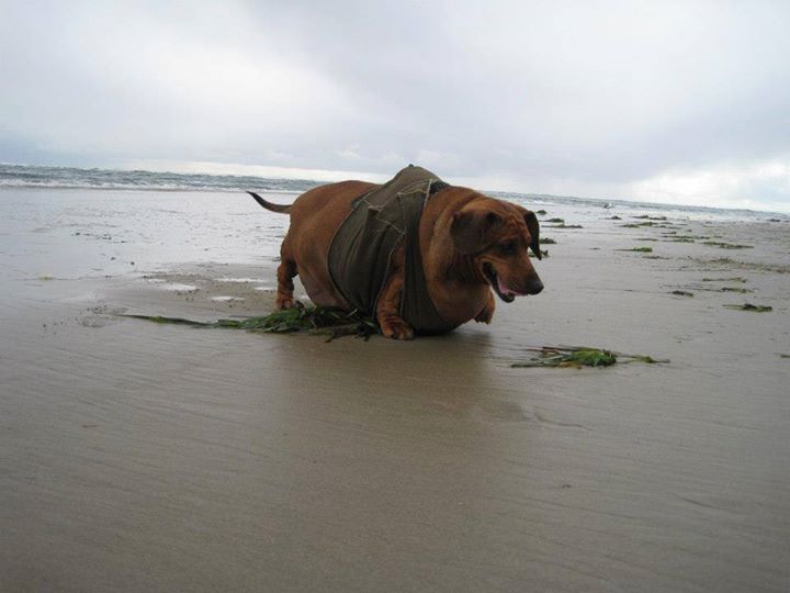70 kilogram dachshund pierde greutate)