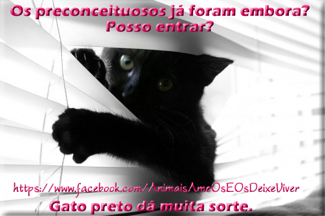 Sexta-feira 13: campanhas na internet lutam contra o preconceito em relação  aos gatos pretos | VEJA SÃO PAULO