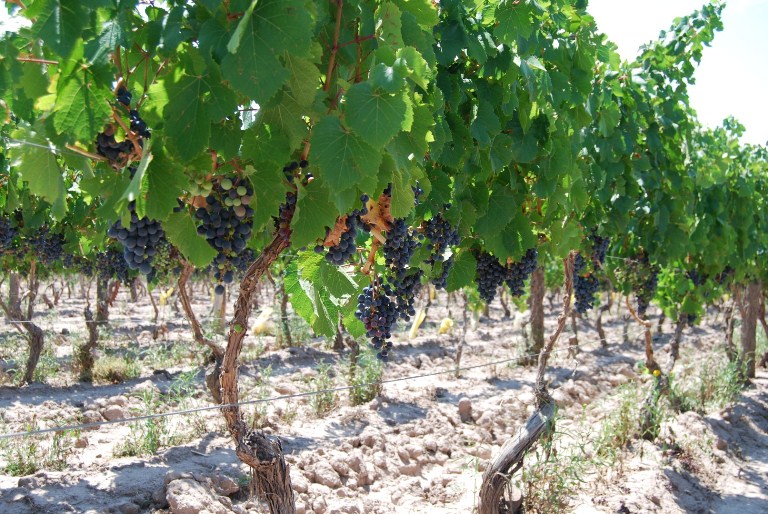 Malbec: a uva símbolo da Argentina se beneficia do terroir