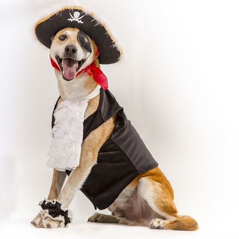 Cachorro pirata