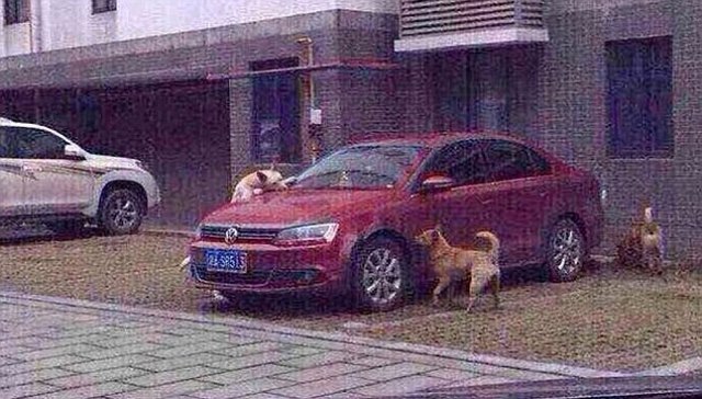 Cachorro China Carro