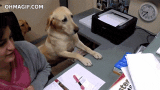 cachorro escritório trabalho gif