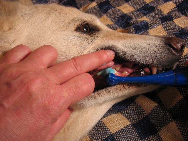 Cachorro escovar os dentes