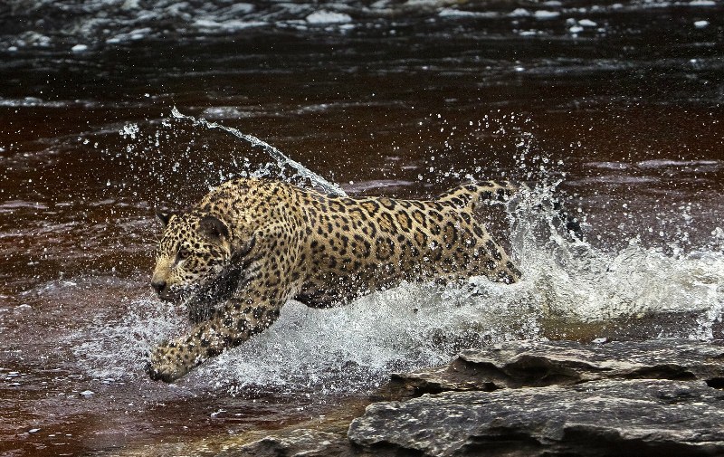 Amazônia: documentário revela os mistérios da fauna e da flora da região