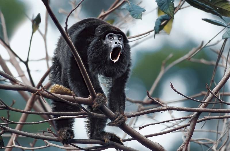 Amazônia: as dificuldades enfrentadas pelo animal Amazônia: as dificuldades enfrentadas pelo animal