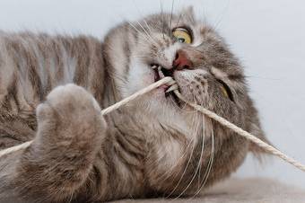 595274-stock-photo-cat-animal-black-playing-gray-string