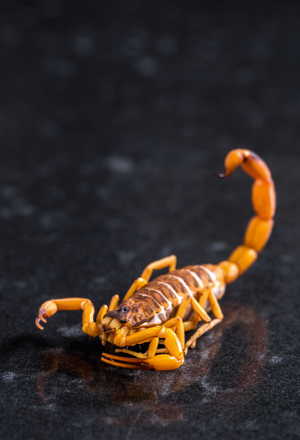 Tityus serrulatus, o "escorpião amarelo"