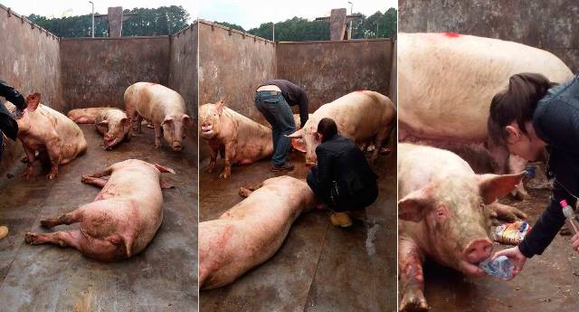Primeiros socorros aos porcos que sobreviveram (Foto: Reprodução)
