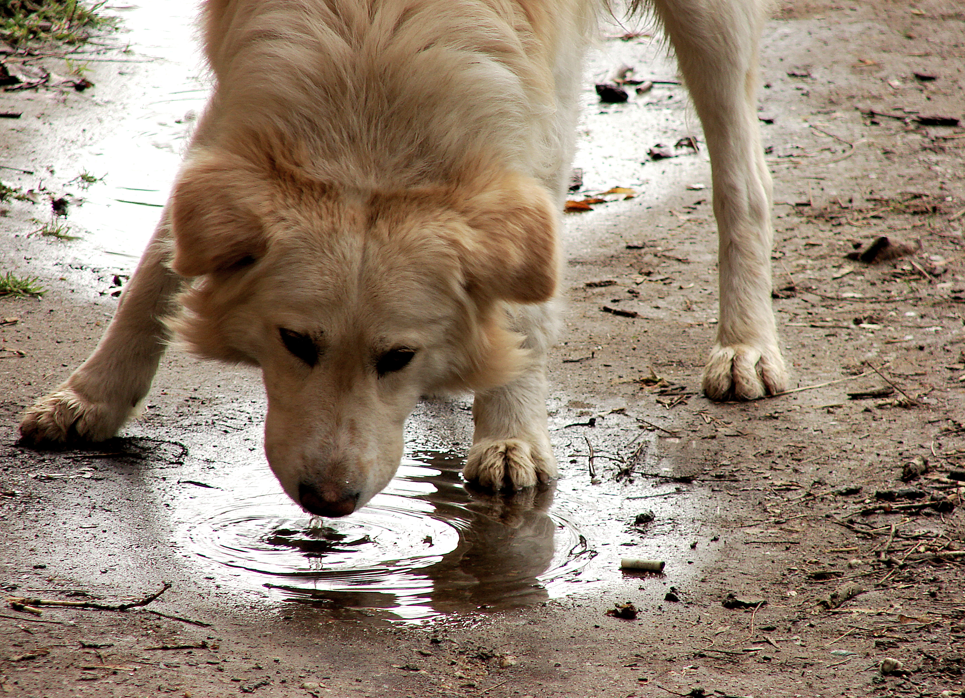 Cachorro água