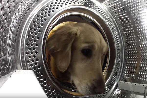 Após perder bicho de pelúcia, golden retriever revira casa até encontrar brinquedo