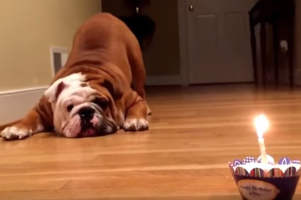 Este buldogue não confia nada no seu cupcake de aniversário em vídeo adorável