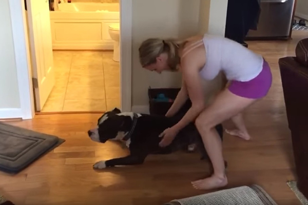 Cachorrão medroso faz de tudo para fugir da hora do banho em vídeo divertido