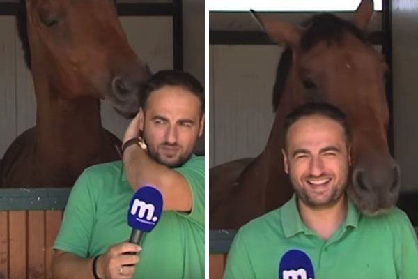 Em vídeo divertido, cavalo brincalhão interrompe repórter e faz sucesso na internet
