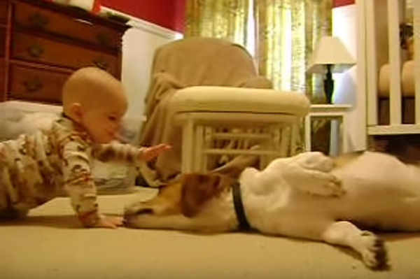 Cachorro encontra bebê pela primeira vez e derrete o coração dos internautas