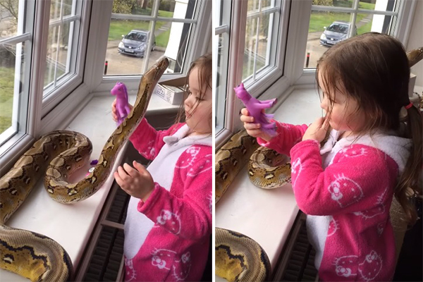 Este vídeo de uma garotinha abraçando uma cobra de quase 2,5 metros é fofo e assustador ao mesmo tempo