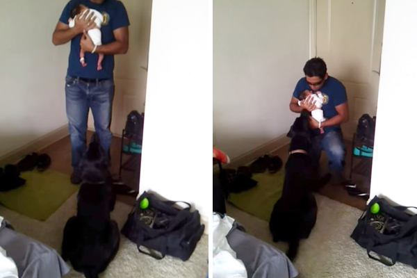 Pais de primeira viagem mostram como apresentar um bebê ao cachorro da família