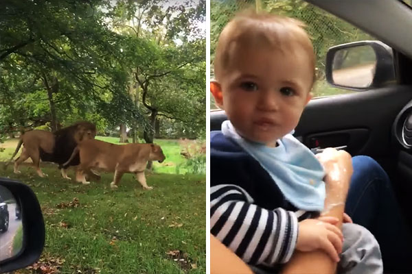 O passeio desta família por um safári urbano terminou de maneira inesperada