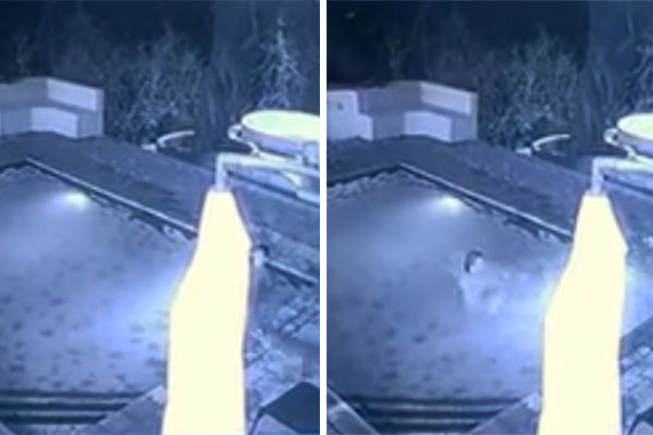 Vídeo registra momento em que hóspedes são surpreendidos por um “banhista” inusitado na piscina do hotel