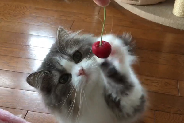 Tente não se apaixonar pelas fofíssimas patinhas deste gato, que está fazendo muito sucesso na internet
