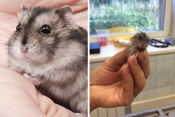 De tão fofa, foto de hamster com patinha machucada está levando a internet à loucura