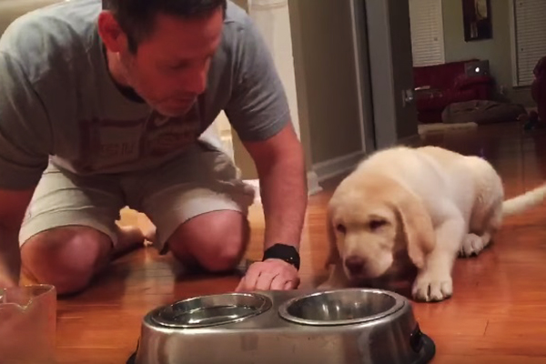 Filhote de labrador de apenas 11 semanas “reza” antes da refeição em vídeo adorável