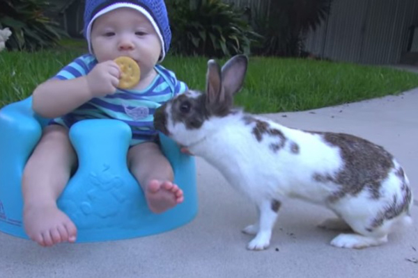 Coelho esperto rouba bolacha de bebê em vídeo fofo