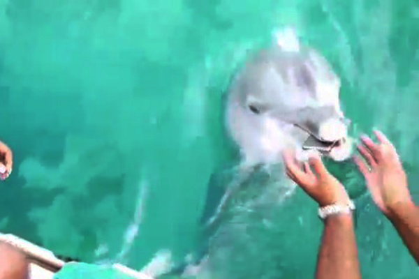 Golfinho devolve celular que garota deixou cair no mar em vídeo incrível