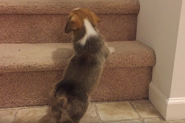 Filhote de corgi enfrenta bravamente degrau traiçoeiro em vídeo adorável
