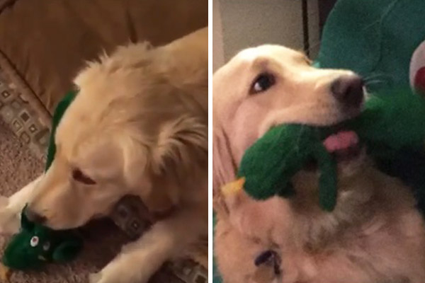 Rapaz surpreende mascote ao aparecer fantasiado como o brinquedo favorito do animal de estimação