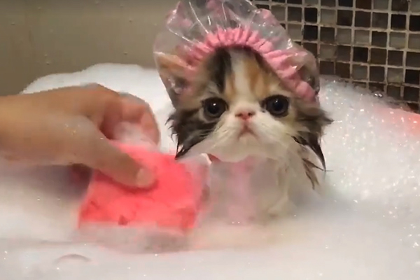 O banho relaxante deste simpático gatinho vai te motivar a relaxar neste fim de semana